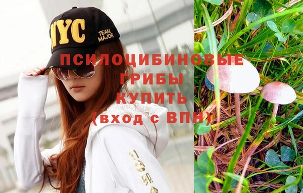 шишки Ельня